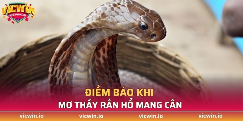 Điềm báo khi mơ thấy rắn hổ mang cắn