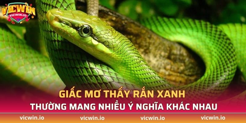Giấc mơ thấy rắn xanh thường mang nhiều ý nghĩa khác nhau