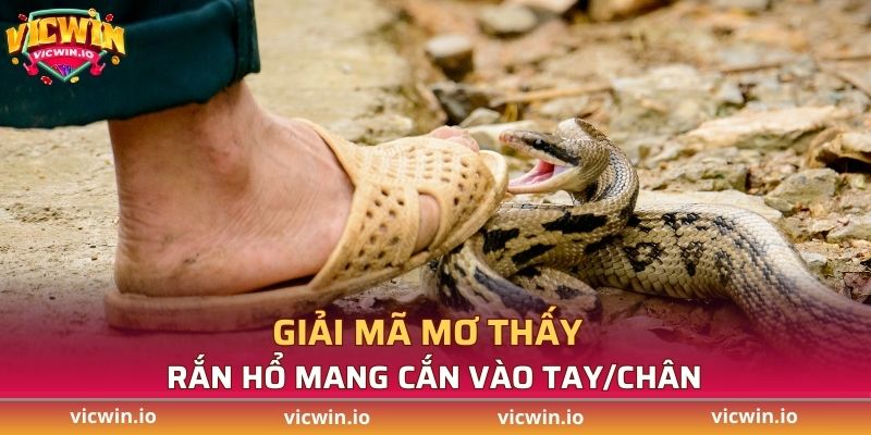 Giải mã mơ thấy rắn hổ mang cắn vào tay/chân