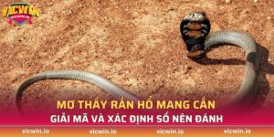 mơ thấy rắn hổ mang cắn